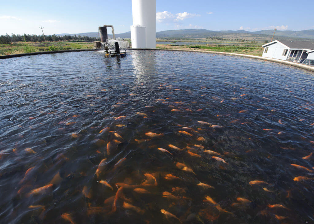 Tilapia Farm in California